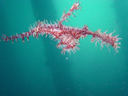 take under levuka wharf, the ghostpipefish capital by Noby Dehm 